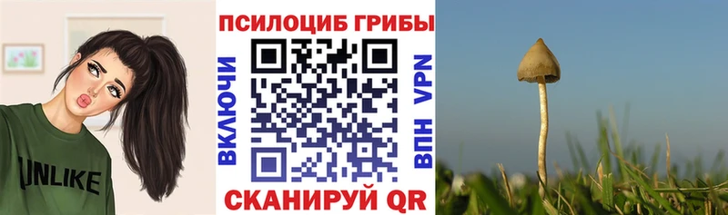 Псилоцибиновые грибы Psilocybe сколько стоит Сковородино